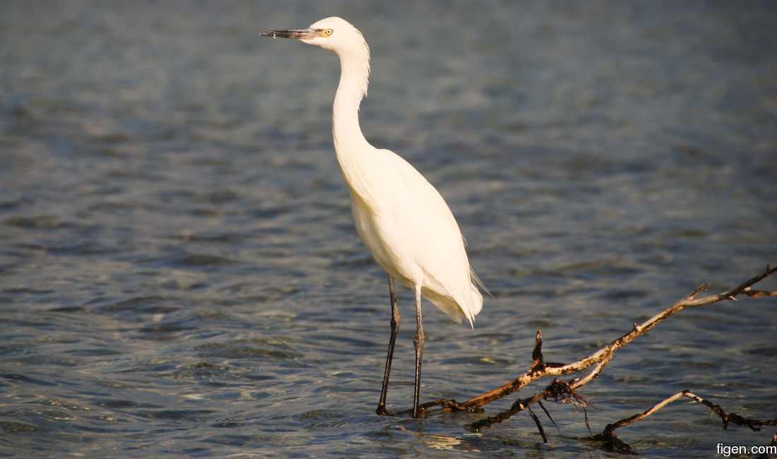 big_071116-Abaco-dumpa-fugl.jpg