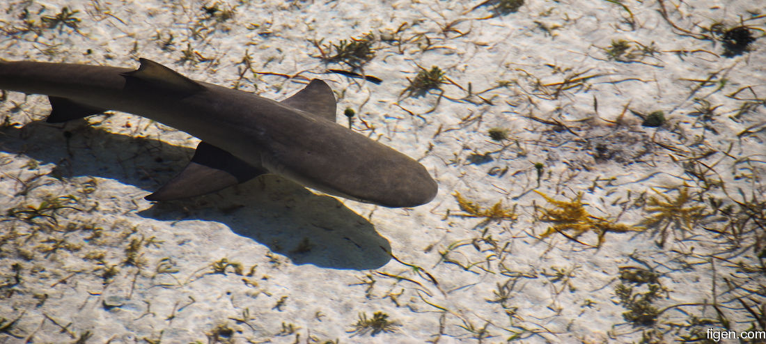 big_071116-Abaco-dumpa-hai.jpg