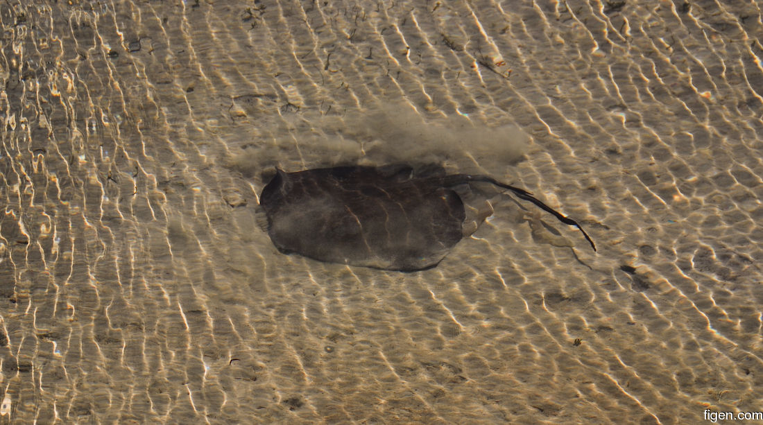 big_071116-Abaco-dumpa-stingray-mud.jpg