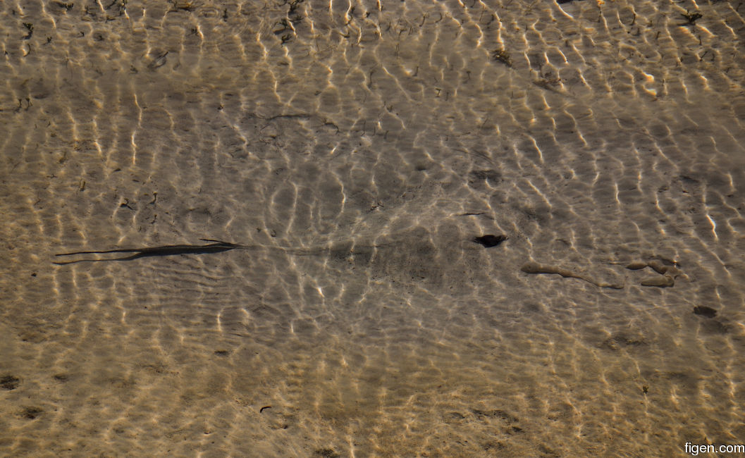 big_071116-Abaco-dumpa-stingray-mud4.jpg