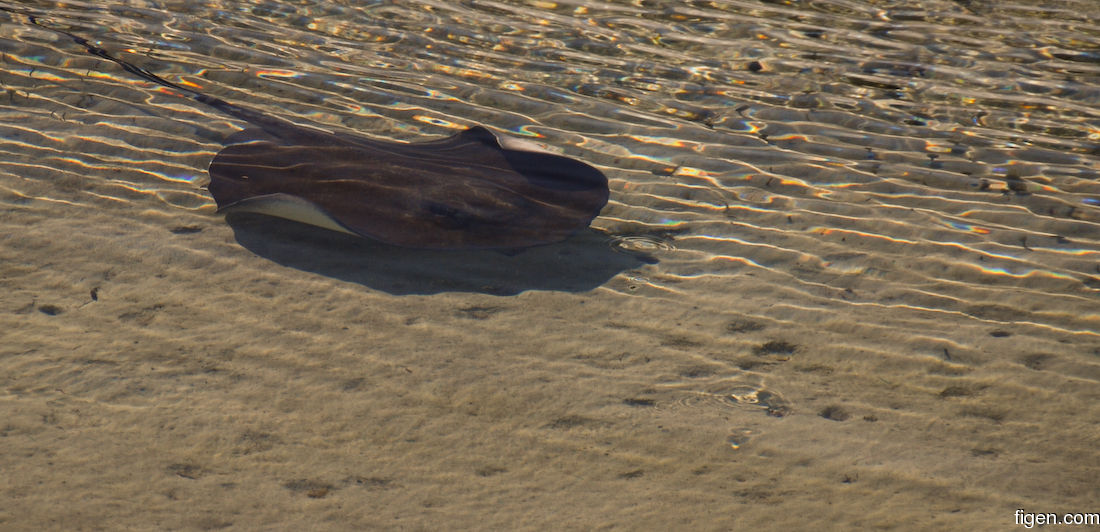 big_071116-Abaco-dumpa-stingray.jpg