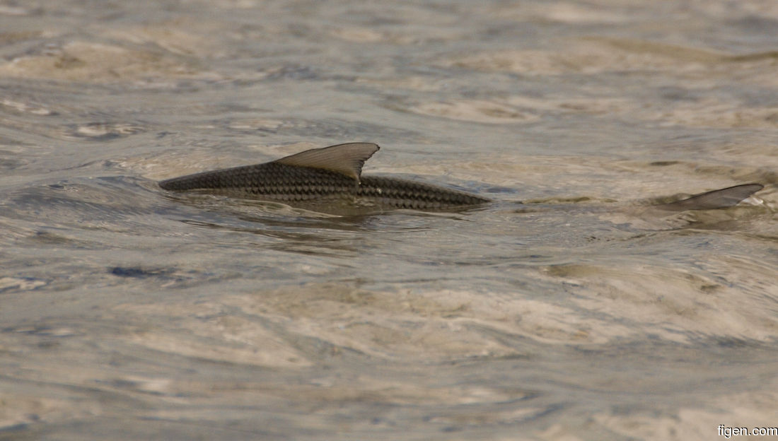 big_071202-Abaco-dumpa-tailing3.jpg