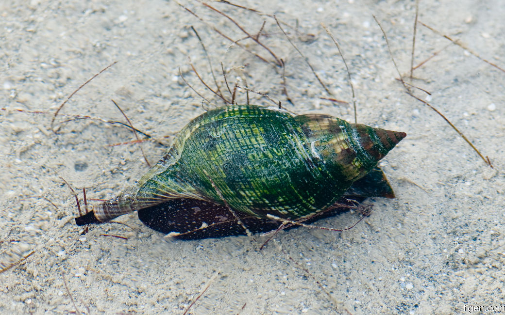 big_080217-bahamas-abaco-purka-snail.jpg