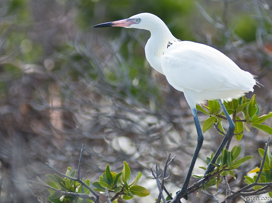 big_080218-bahamas-abaco-Dumpa-bird.jpg