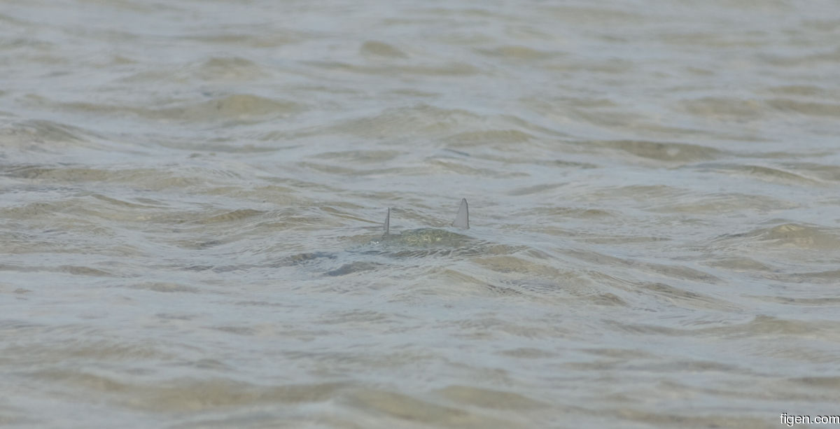 big_080218-bahamas-abaco-Dumpa-bone.jpg