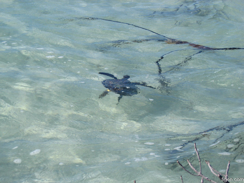 big_080218-bahamas-abaco-Dumpa-turtle.jpg