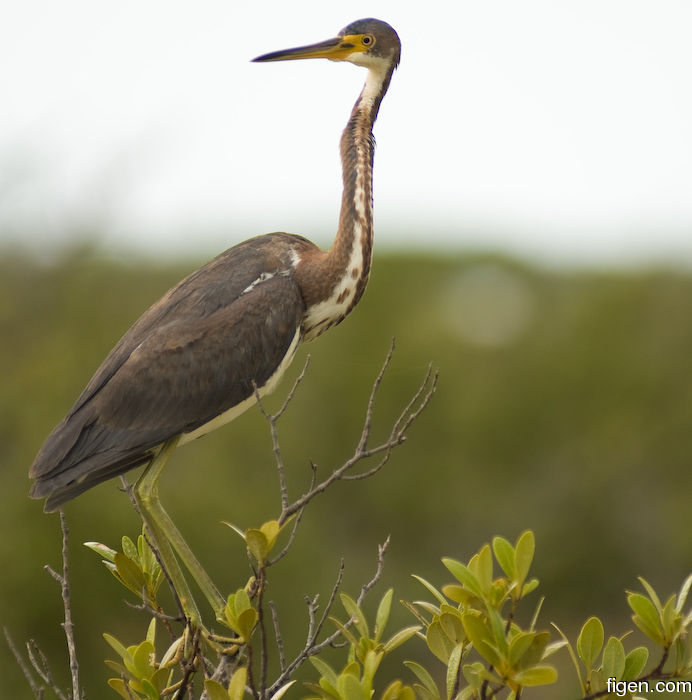 big_080219-bahamas-abaco-purka-fugl.jpg