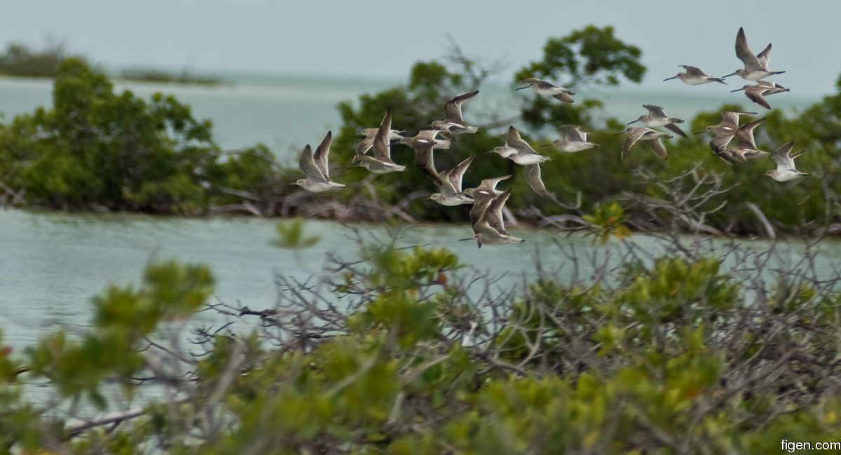 big_080219-bahamas-abaco-purka-fugl3.jpg