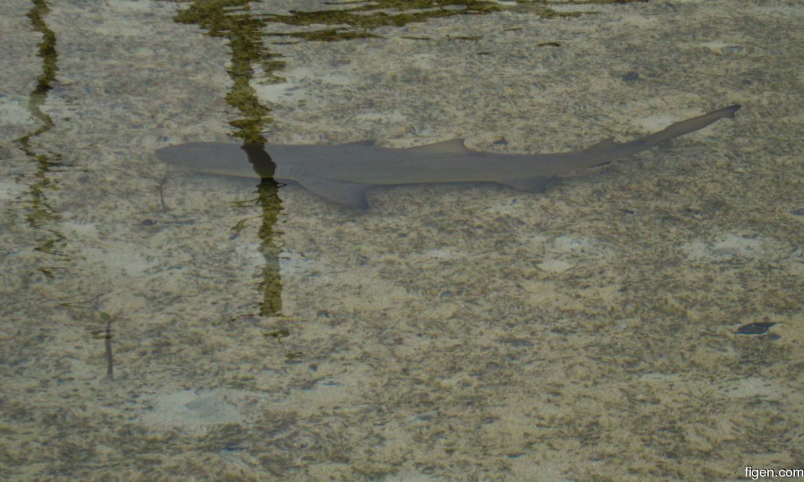 big_080219-bahamas-abaco-purka-shark.jpg