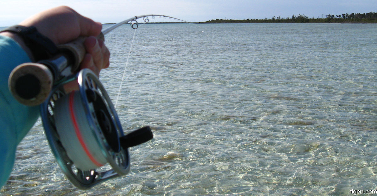 big_080220-bahamas-abaco-dumpa-fishon.jpg