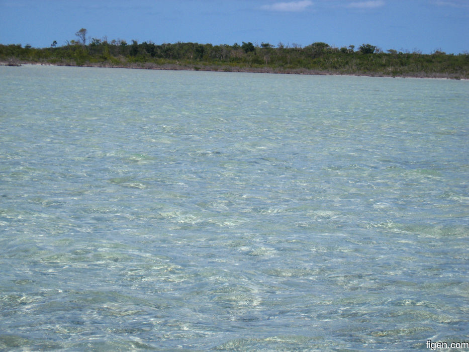 big_080220-bahamas-abaco-dumpa-fishon3.jpg