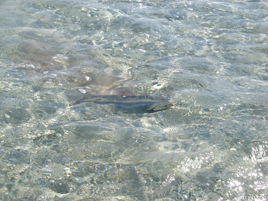 big_080220-bahamas-abaco-dumpa-fishon4.jpg