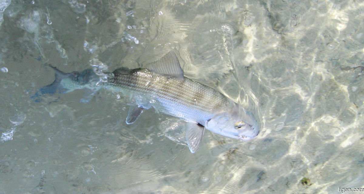 big_080220-bahamas-abaco-dumpa-fishon8.jpg