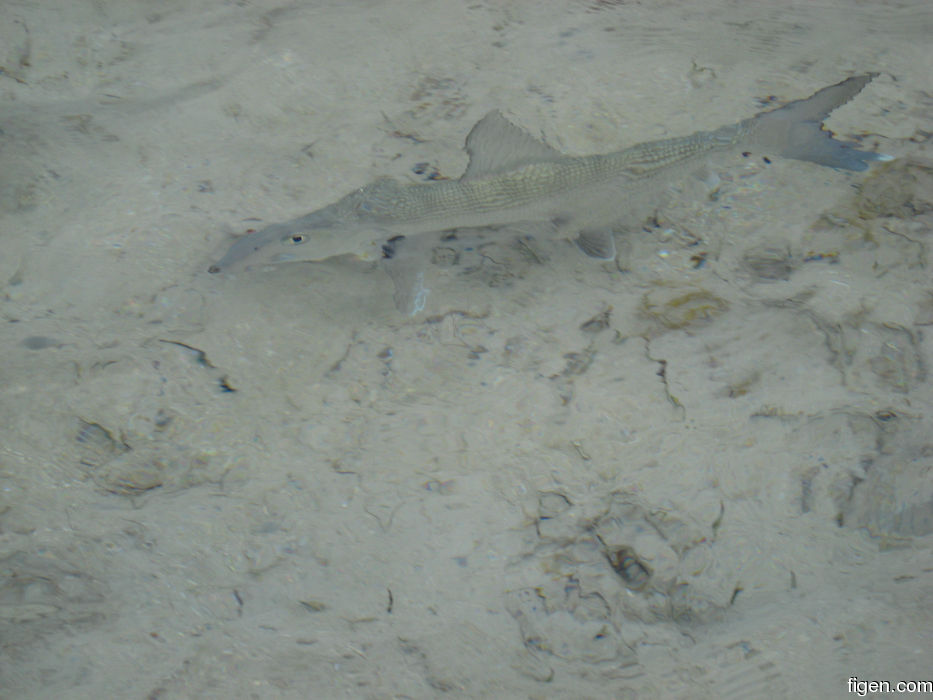 big_080221-bahamas-abaco-dumpa-fish.jpg