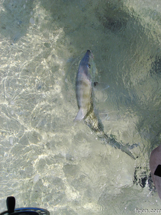 big_080221-bahamas-abaco-purka-channel2.jpg