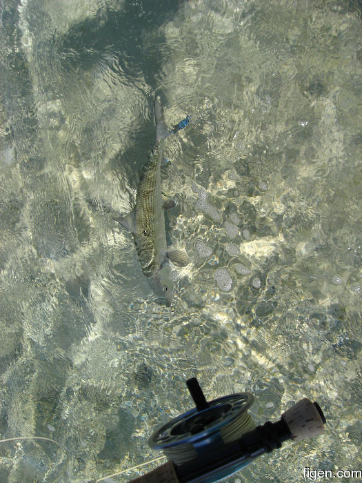 big_080221-bahamas-abaco-purka-channel3.jpg