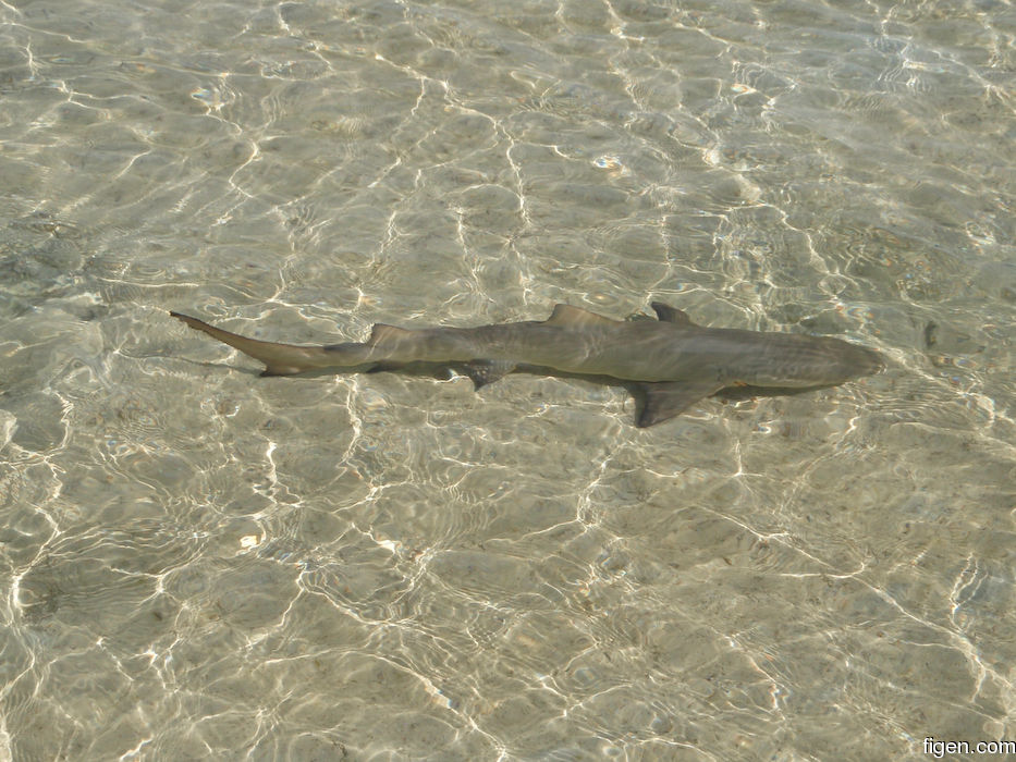 big_080224-bahamas-abaco-purka-shark-LJ.jpg