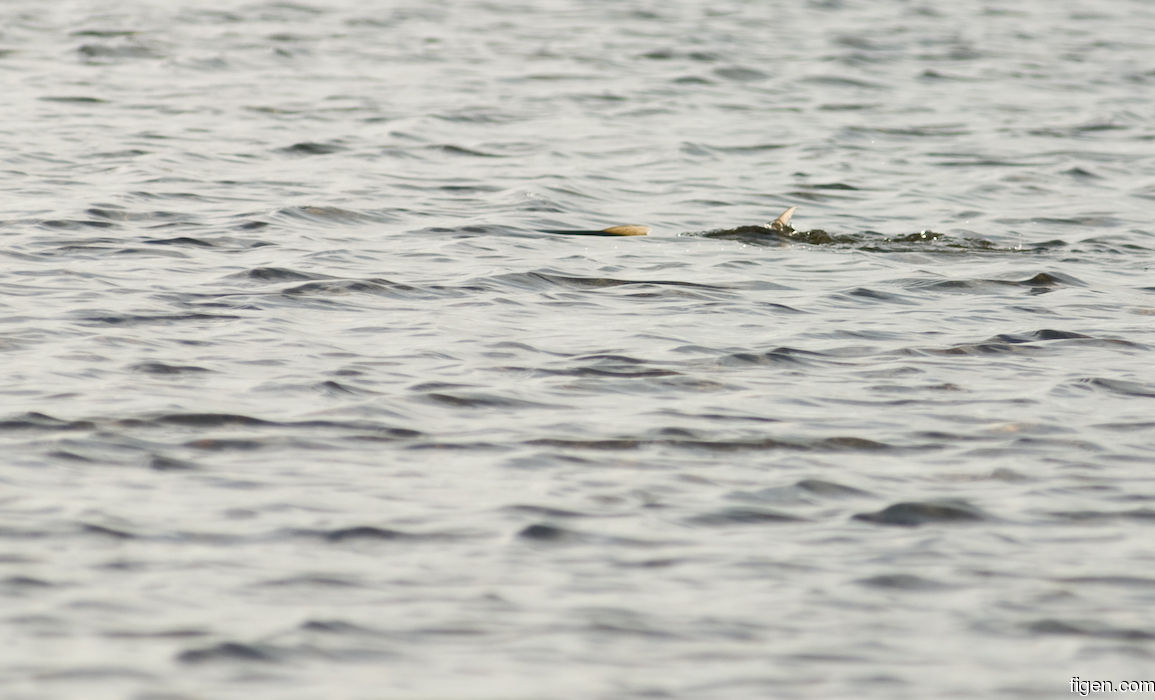 big_080301-bahamas-abaco-dumpa-tailers.jpg