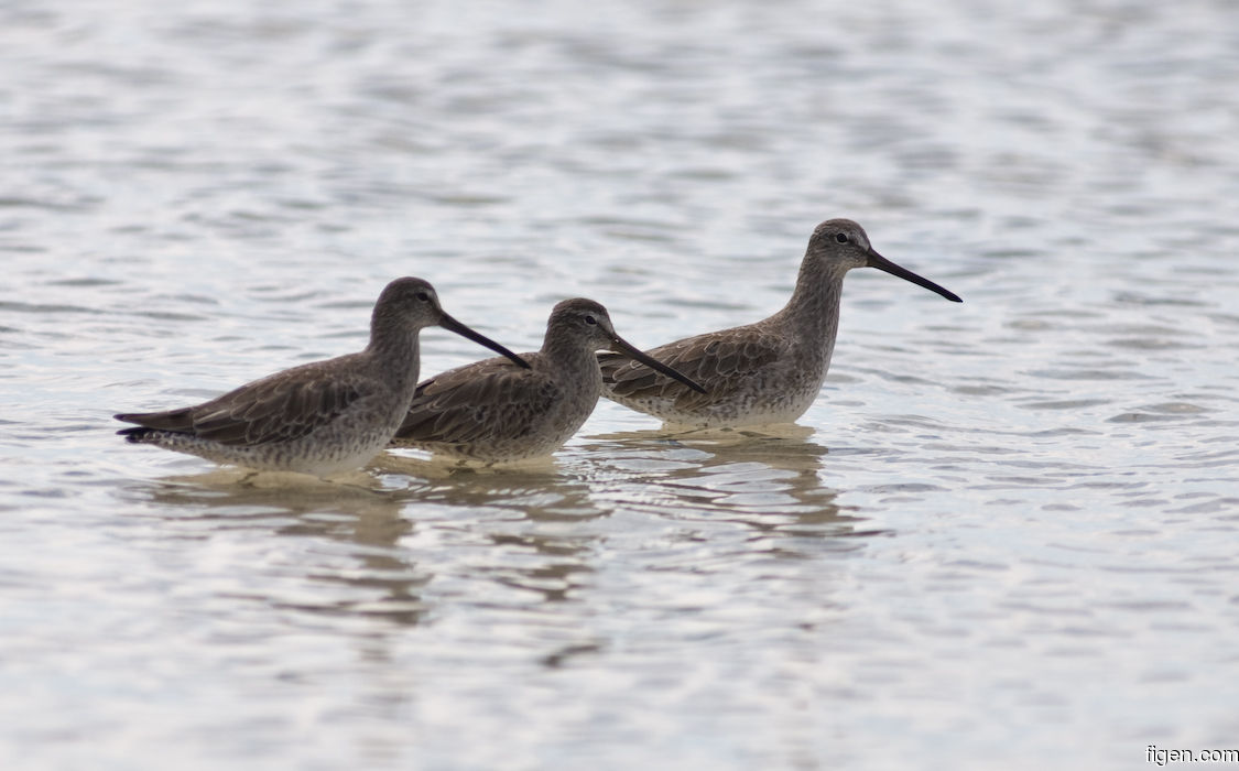 big_080301-bahamas-abaco-purka-birds.jpg