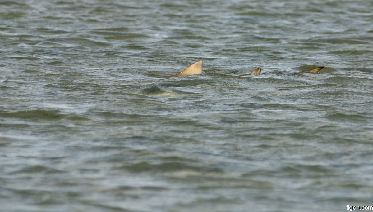 big_080301-bahamas-abaco-purka-shark.jpg