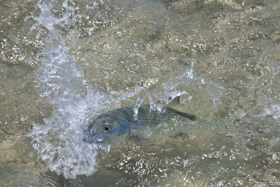 big_080302-bahamas-abaco-bone-head-DB.jpg