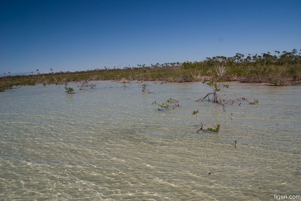 big_081129-bahamas-abaco-flat3-mangrove-school.jpg