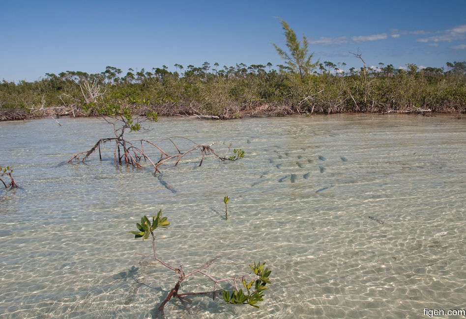 big_081129-bahamas-abaco-flat3-mangrove-school3.jpg