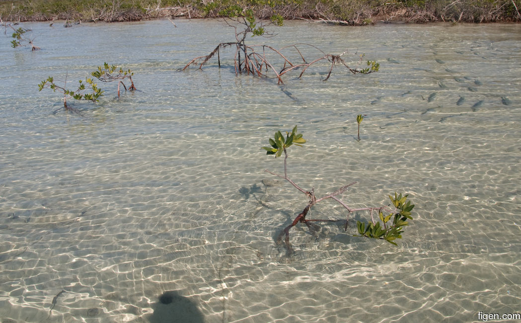 big_081129-bahamas-abaco-flat3-mangrove-school4.jpg