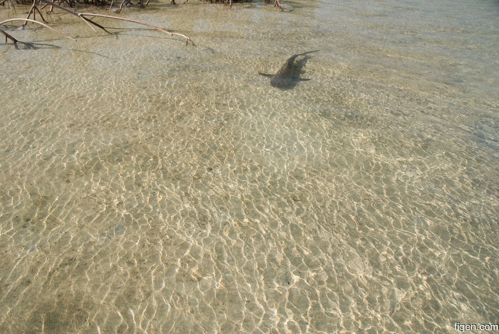 big_081130-bahamas-abaco-shark.jpg