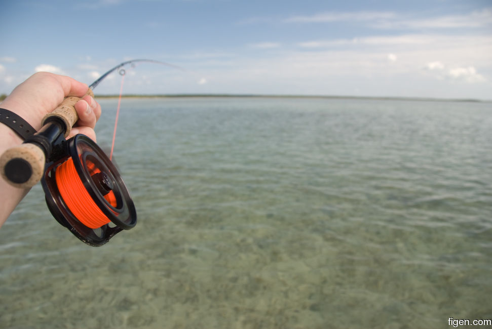 big_081202-bahamas-abaco-fish-on2.jpg