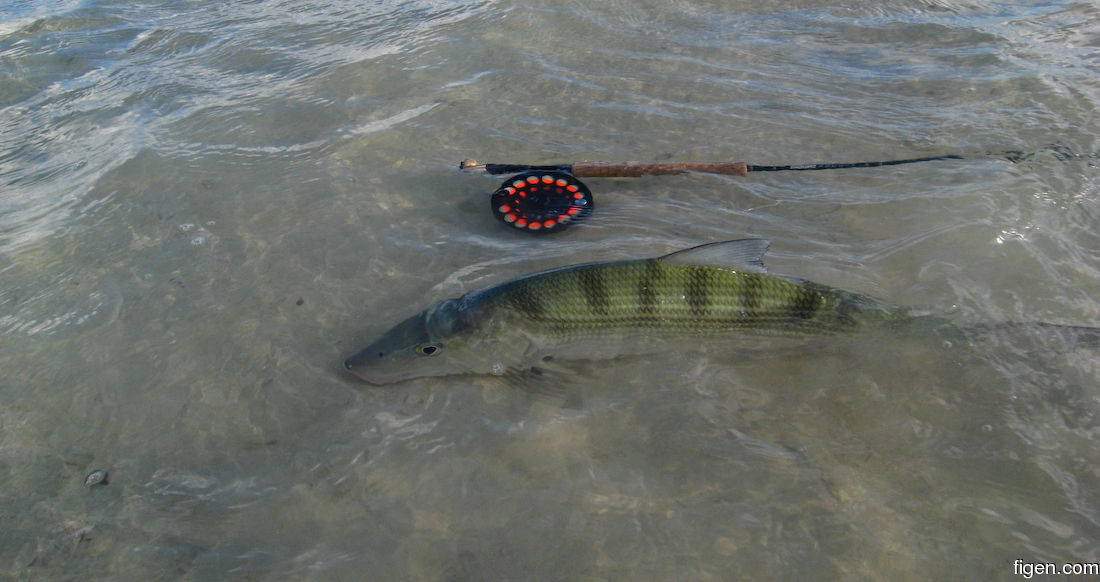 big_081203-bahamas-abaco-bonefish.jpg