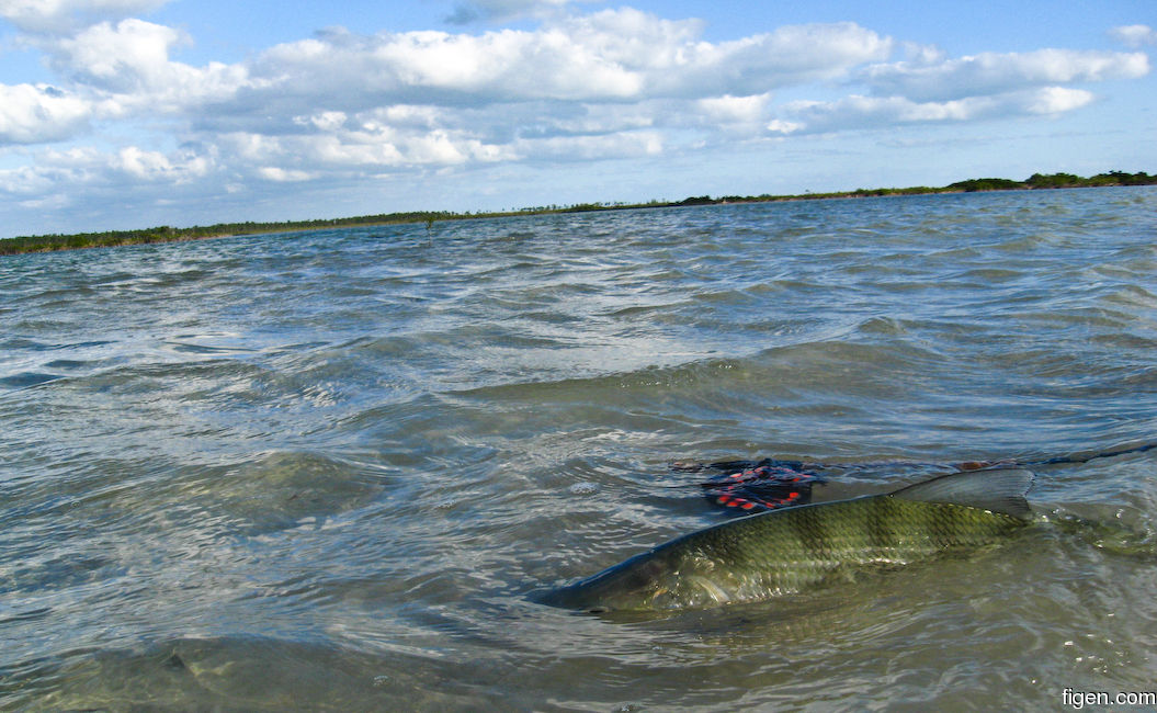 big_081203-bahamas-abaco-bonefish2.jpg