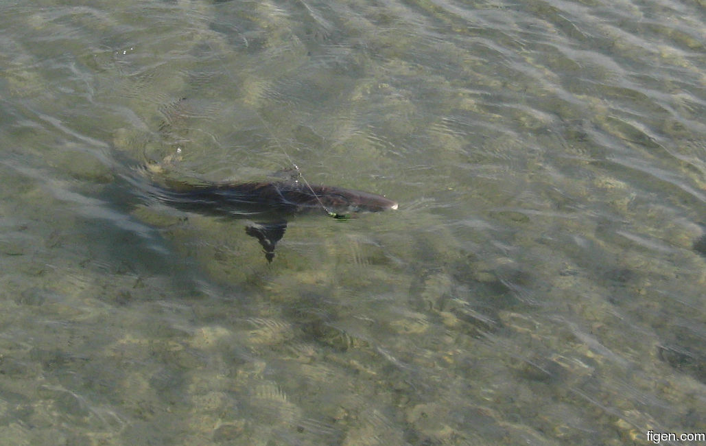 big_081207-bahamas-abaco-shark.jpg