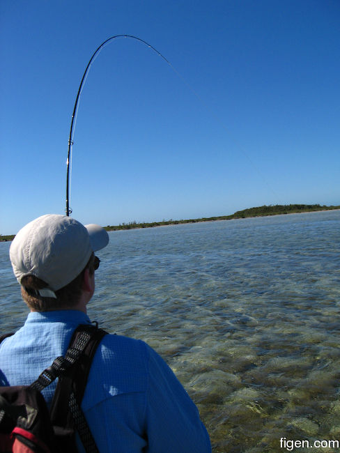 big_090128-bahamas-abaco-julern-fisk.jpg