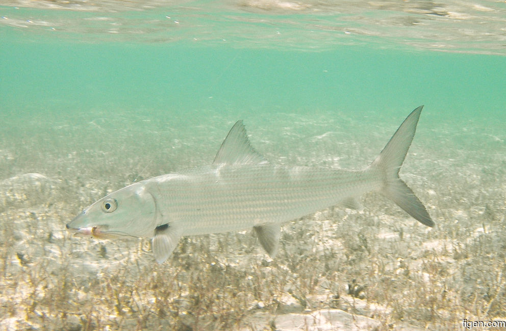 big_090202-bahamas-abaco-bone-UW-CJ.jpg