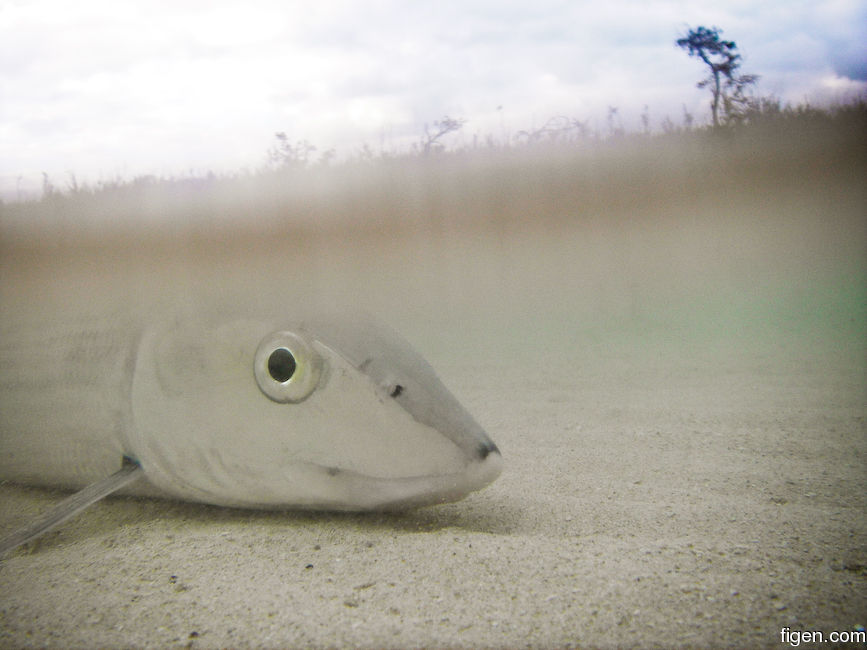 big_090207-bahamas-abaco-bone-UW-CJ.jpg