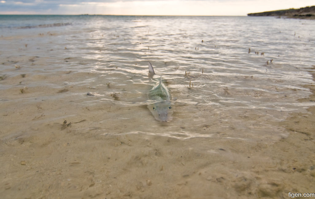 big_090207-bahamas-abaco-julern-bone3.jpg