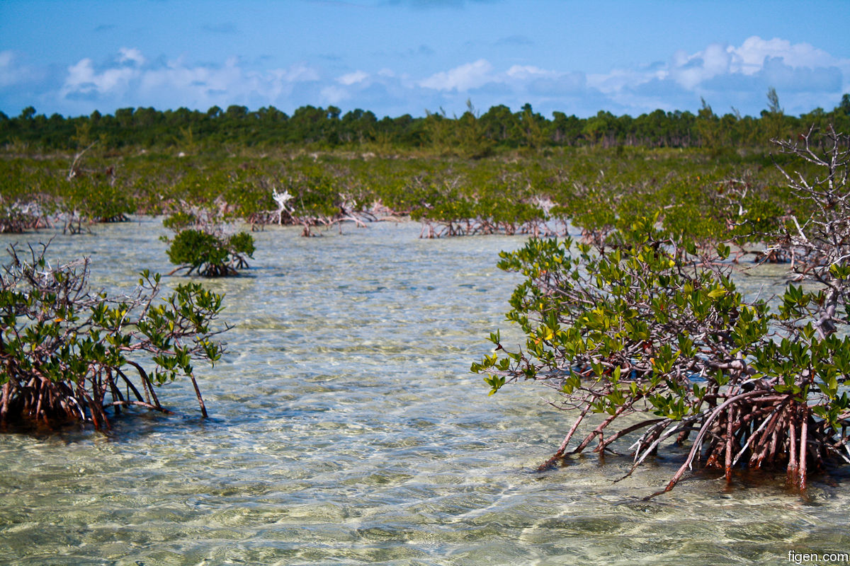 big_111212-bahamas-abaco-mangrove-LJ.jpg