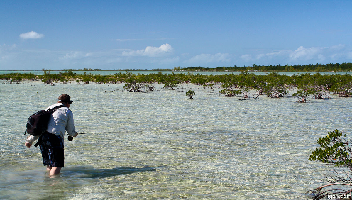 big_111212-bahamas-abaco-mangrove2-LJ.jpg