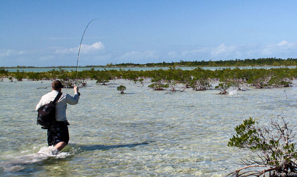 big_111212-bahamas-abaco-mangrove4-LJ.jpg