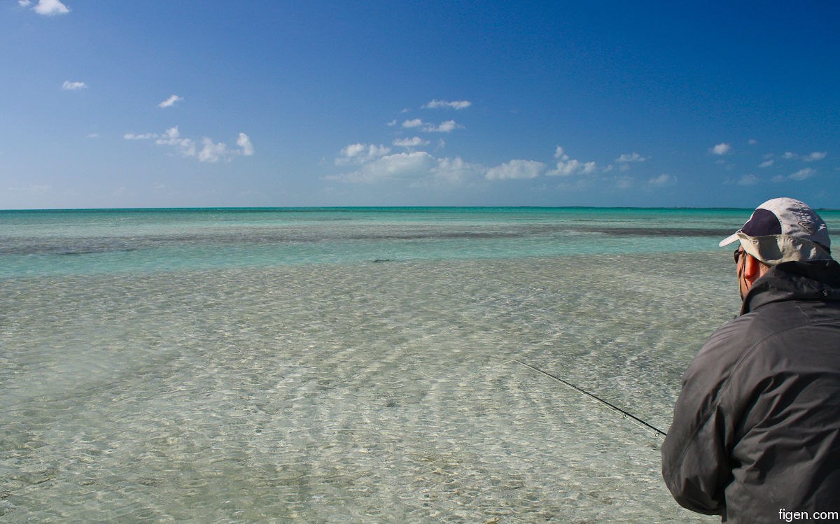 big_111214-bahamas-abaco-shark-LJ.jpg