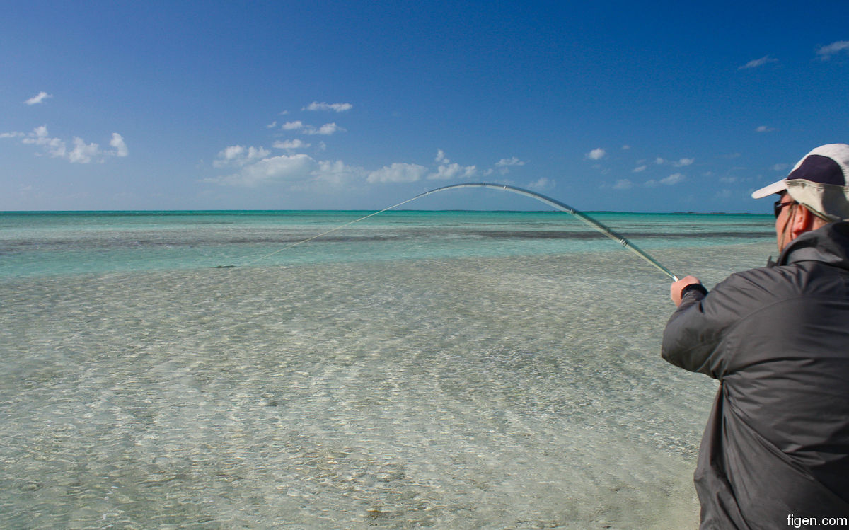 big_111214-bahamas-abaco-shark2-LJ.jpg