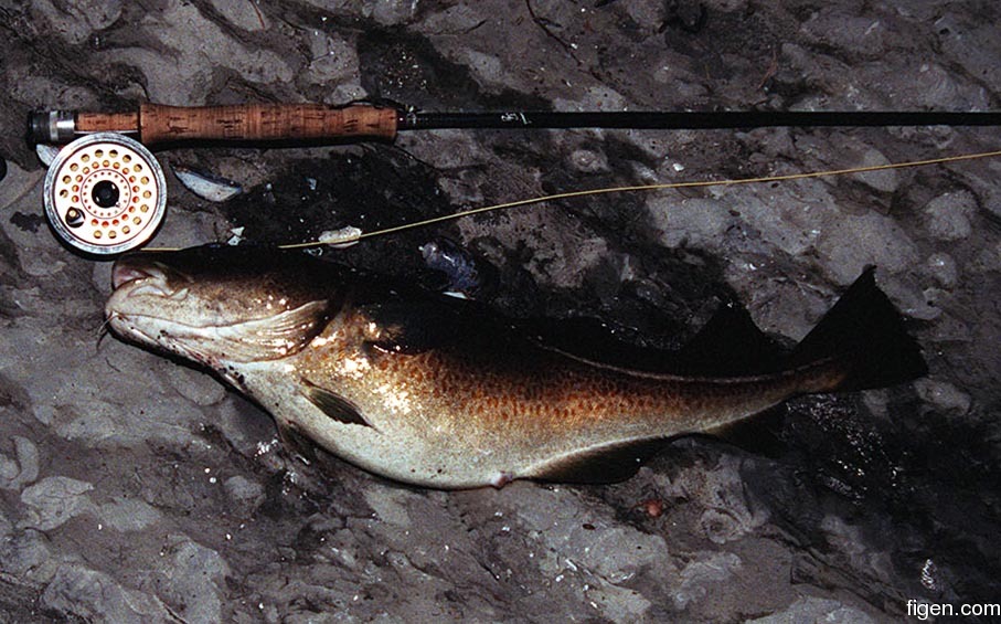 big_980502-torsk.jpg