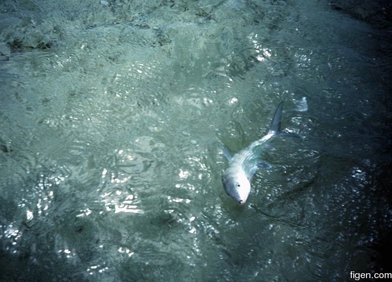 big_990402-mexico-punta_allen-bonefish2.jpg