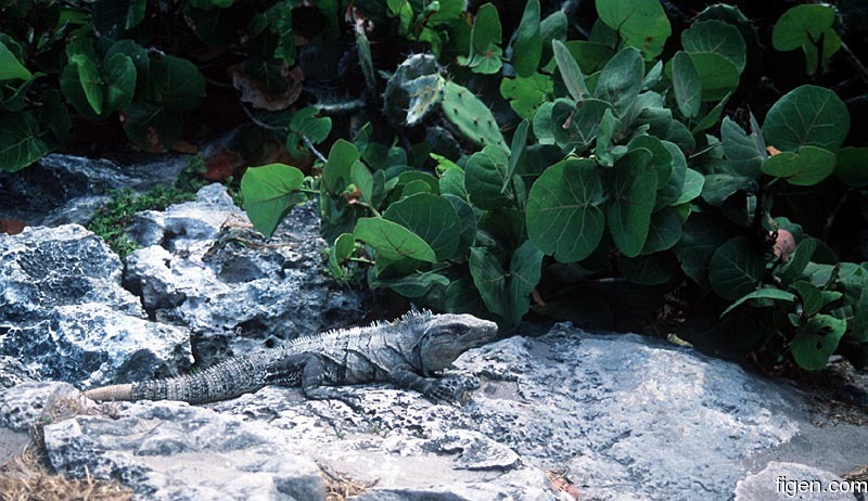 big_990403-mexico-tulum-iguana2.jpg