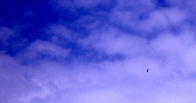 big_990627-trysilelva-dognflueklekking-in_flight.jpg
