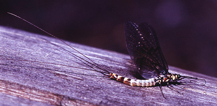 big_990709-trysilelva-danica_spinner.jpg