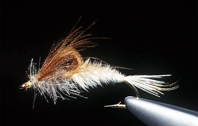 big_990709-trysilelva-flue-cdc_emerger.jpg