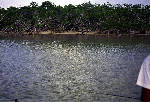 big_010220-mexico-punta_allen-willy_casting.html