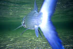 big_010222-mexico-punta_allen-bone_underwater.html